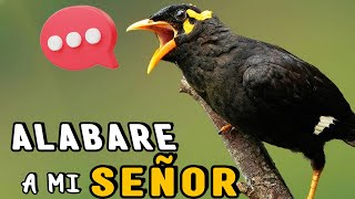 INCREÍBLE Aves Que Imitan La Voz Humana 🤯 PAJAROS que HABLAN 🐦💬 [upl. by Jacquie]