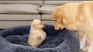 Golden Retriever Puppy Steals Dads Bed Funny Dog Reaction [upl. by Fortuna]