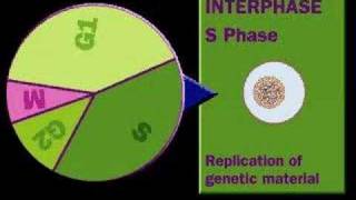 Ciclo celular [upl. by Nodnalb]
