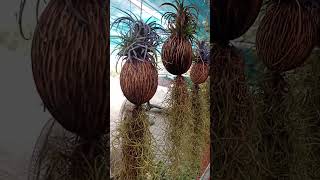 Air plants available [upl. by Healey]