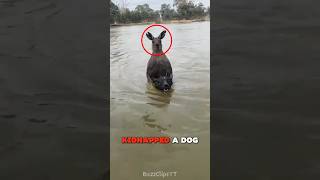 Man Saves Dog From A Violent Kangaroo 🦘 [upl. by Clarise566]