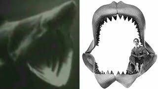 Dinoshark 2010  Megalodon Jaw  Basking Shark Screen Time [upl. by Karlotte]