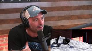 Joe Rogan  Raven Provokes Cats [upl. by Grunberg]