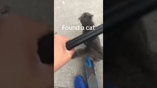 Found a cat [upl. by Minny]