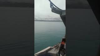 Alaskan Salmon commercial fishing alaska fishing commercialfishing fishingboat fishalaska [upl. by Anura]