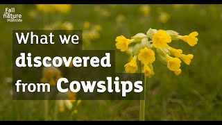 Intelligence services – what we learned from cowslips [upl. by Aniluap318]