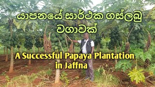 යාපනයේ සාර්ථක ගස්ලබු වගාවක්A Succesful Papaya Plantation in Jaffna [upl. by Oelc]