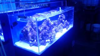 5ft marine Cade aquarium lit by 300w Maxspectrazor [upl. by Traci]