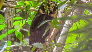 PULSATRIX  AVES DEL AMAZONAS [upl. by Shel478]