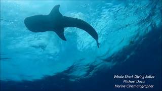 Whale Shark Dive Belize Virtual Dive Highlights [upl. by Regen]