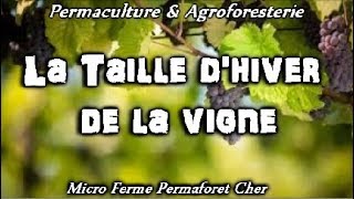 PERMACULTURE amp TAILLER LA VIGNE GRIMPANTE EN HIVER TRIGEMME RAISIN DE TABLE APPRENDRE [upl. by Hettie]