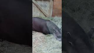 Der Tapir ruht sich aus 😴😴😴 [upl. by Ledda]