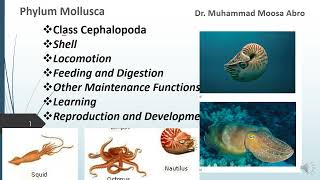 Phylum Mollusca Class Cephalopoda Locomotion Digestion Reproduction Development and learning [upl. by Brent35]