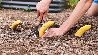 Just Bury Bananas in the Garden and This Happens [upl. by Strickman]