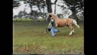 a GREAT Welsh cob stallionHoniton michael ap braint [upl. by Annairoc808]