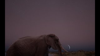 Animalia Survival  Long Road to Elder as Elephant [upl. by Atiroc714]