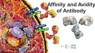 Affinity and Avidity Antigen antibody interaction [upl. by Straub]