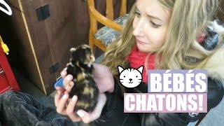 DES CHATONS DE 4 JOURS  23 novembre 2015 [upl. by Muna]