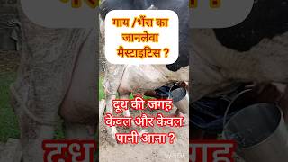 diagnosis of coliform mastitisshrikrishnacassettes01shubhamgoriharyana7071VetVisitcow [upl. by Raul]