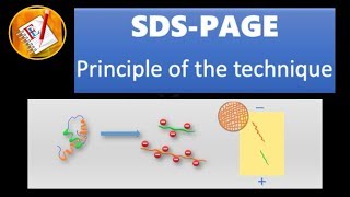 SDS  PAGE [upl. by Persson]