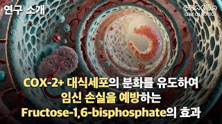 연구 소개 COX2 대식세포의 분화를 유도하여 임신 손실을 예방하는Fructose16bisphosphate의 효과 [upl. by Seniag]