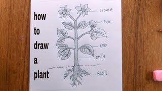 how to draw a plant easydraw parts of plantplant drawing [upl. by Saberhagen]