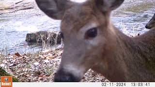 Winter wildlife stream side Upstate New York Deer Otter Coyote and Raccoons on trail cam [upl. by Templer]