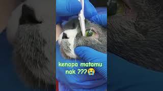 KASIHAN SI KUCING ABU 😭❤ kucing kucingabuabuviral kucingabu [upl. by Nnylidnarb]