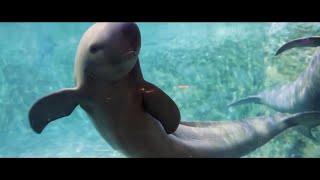 River Story  Guardians of Yangtze finless porpoises [upl. by Sirc]