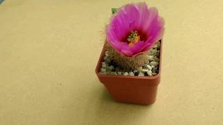 Cactus Echinocereus baileyi Blooming  Time Lapse [upl. by Trudnak]