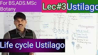 life cycle of ustilago2 [upl. by Ociram]