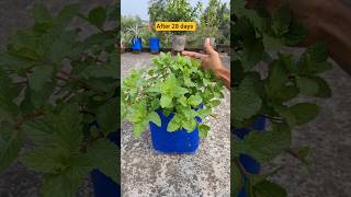 How to grow mint at home  pudina kaise ugaye shorts growmint [upl. by Eidac682]