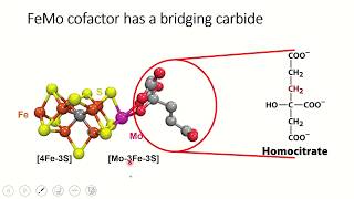 Nitrogen Topic 3  Nitrogenase structure and cofactors [upl. by Klarrisa428]