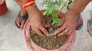 Rose plant ko kaise lagaye  youtubevideo terracegarden [upl. by Hogen]