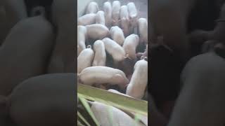 Pig farming mirzapur varanshi uttar pradesh 7524054425 [upl. by Horten]