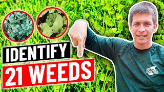 Weed Identification  Identify 21 Common Weeds in Lawn [upl. by Bron]