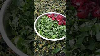 Just peacefully cutting my Callaloo [upl. by Nas]