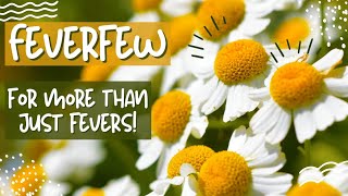 Feverfew Herb The Medicinal Daisy Herb for More than Just Fevers [upl. by Shandy]