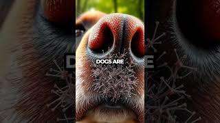 Dogs Natures Super Sleuths with Incredible Smell Powers Shorts [upl. by Ansilme]