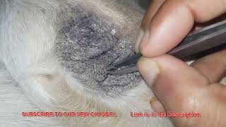 My dog is facing the issue of blackheads [upl. by Helve]