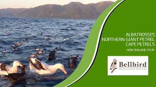 Albatrosses Northern Giant Petrel Cape Petrels Kaikoura Pelagic New Zealand tour [upl. by Emlynne581]