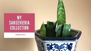 My Sansevieria Collection  Updates [upl. by Metzger]