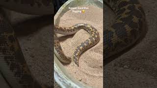 Kenyan Sand Boa Digging in the Sand snakes sandboa shorts [upl. by Alliuqaj]