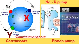 BRS Physiology  Transport across the Cell Membrane  Active transport  NaK Pump  FCPS Part1 [upl. by Evol]