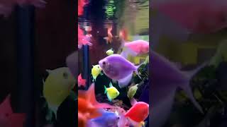 One inch two inch song bgm fish stetus [upl. by Corinne]