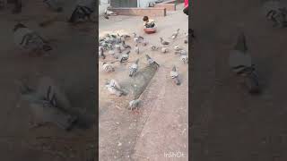 Kabutar ki viral video 📷 statusPigeon Bird 🕊️shorts viralvideo pigeon trending [upl. by Ahsied822]