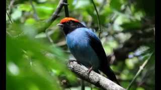 Bailarín Azul o Saltarín Azul Cantando Sonido para Llamar El Mejor [upl. by Hallerson]