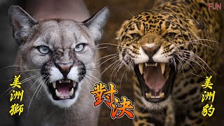 美洲獅 VS 美洲豹！誰才是美洲的霸主  獅豹對決！霸王級的貓科動物！ [upl. by Tiedeman]