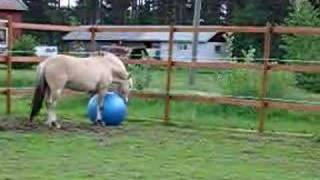 Funny horse video  Ashley Uhrebro [upl. by Arvie]