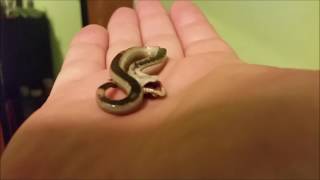 Western Hognose Defense Mechanism [upl. by Victoria]